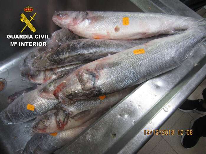 Imagen de parte de las lubinas recuperadas por la Guardia Civil (Foto TA)